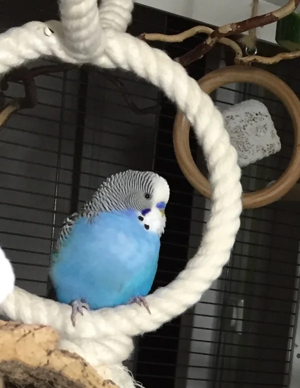 Wellensittich-Bild: Gleich ist Schlafenszeit