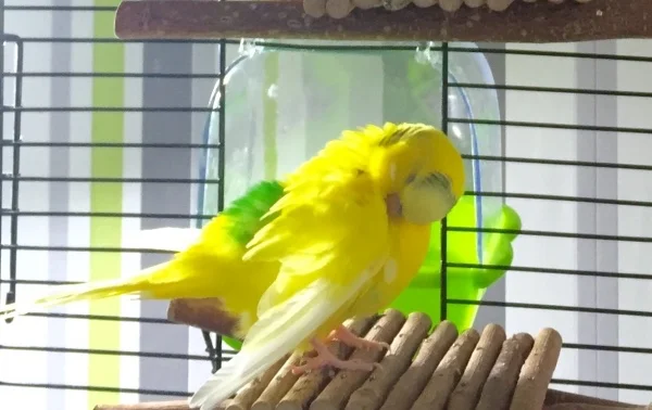 Wellensittich-Bild: Otto bei der Morgenwäsche