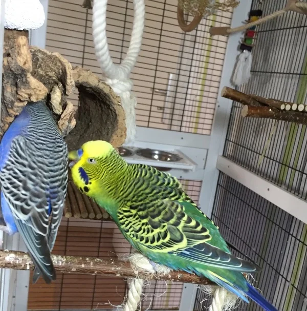 Wellensittich-Bild: Quintus und seine Arya