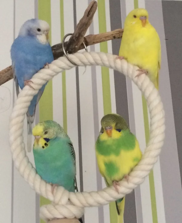 Wellensittich-Bild: mein Quartett