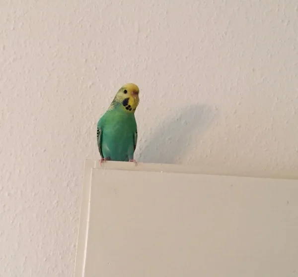 Wellensittich-Bild: Das macht mich ganz verlegen oO