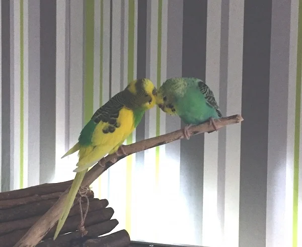 Wellensittich-Bild: Franz und Franzi in love