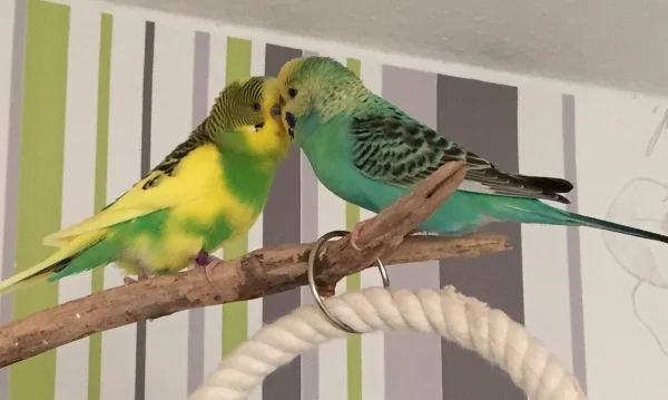 Wellensittich-Bild: Die beiden sahen sich und es war Liebe auf den ersten Blick.