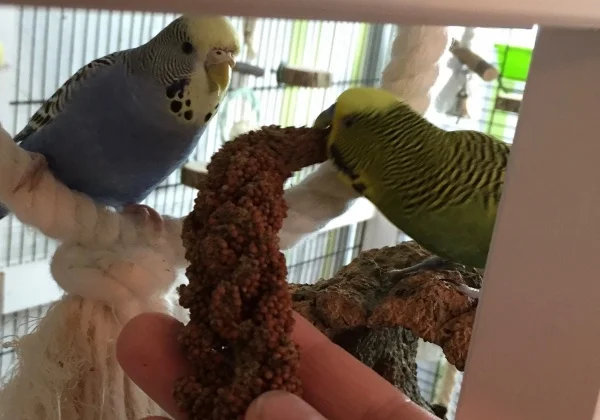 Wellensittich-Bild: Arya und Quintus beim Festmahl