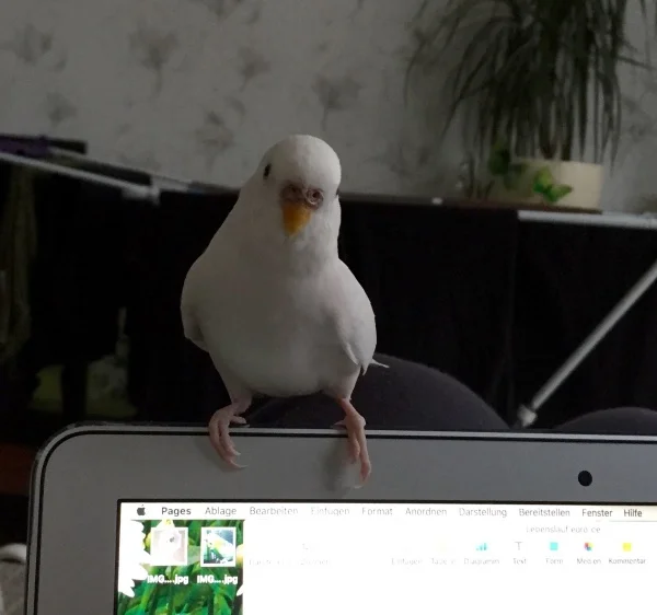 Wellensittich-Bild: Emelie fordert ihre Zuwendung sehr deutlich ein ;)