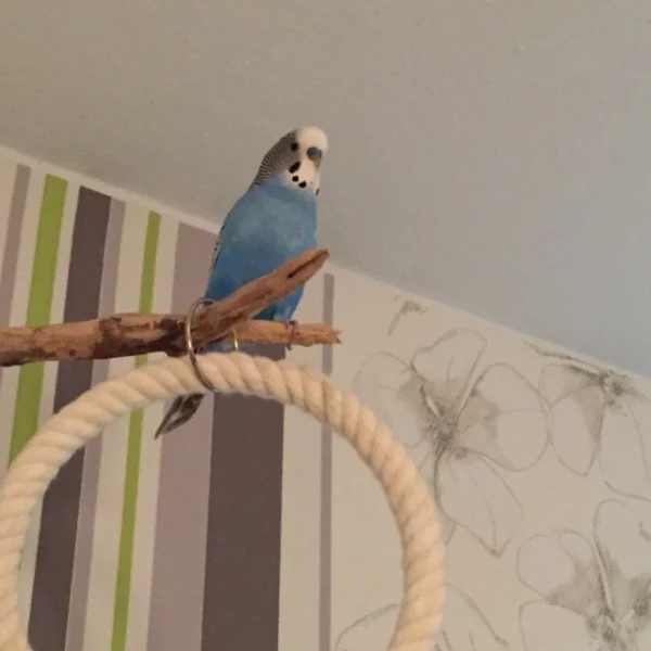 Wellensittich-Bild: Mein kleinster, ein HansiBubi, Klein aber oho ;)