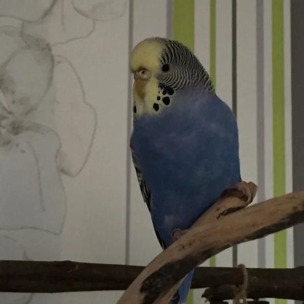Wellensittich-Bild: gewonnen :D