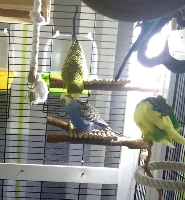 Wellensittich-Bild: Ein Herz und eine Seele: Quintus und Arya