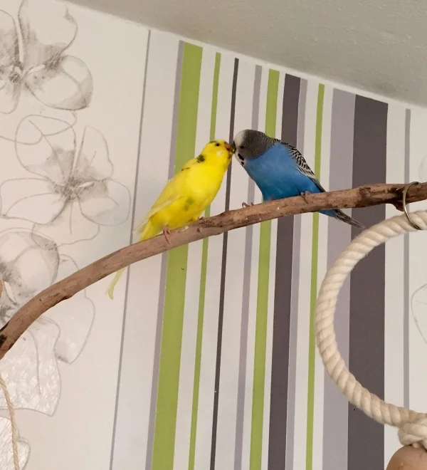 Wellensittich-Bild: Rudi und sein bester Freund Otto