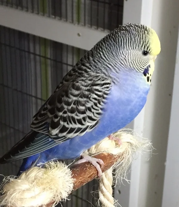 Wellensittich-Bild: Nachti kleiner Schnuppi