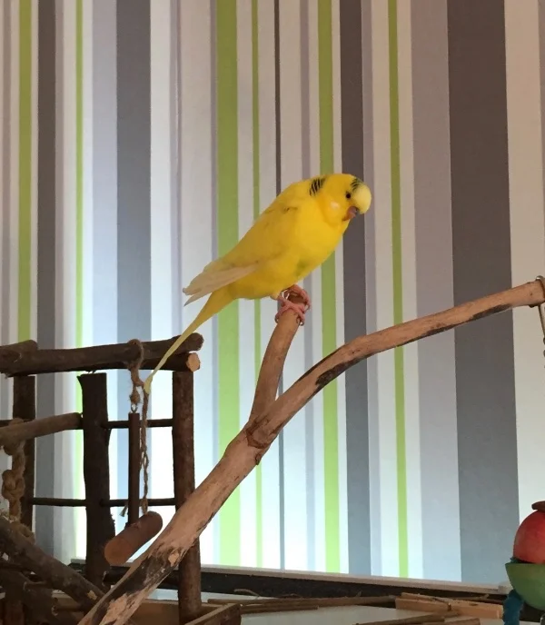 Wellensittich-Bild: ... ich wette der Rudi hat da was zum Fressen...
