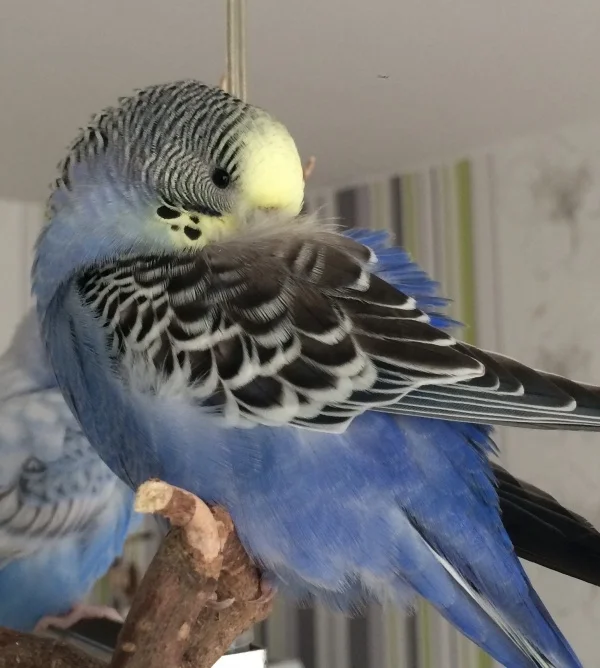 Wellensittich-Bild: Aria ist eine sehr reinliche junge Dame