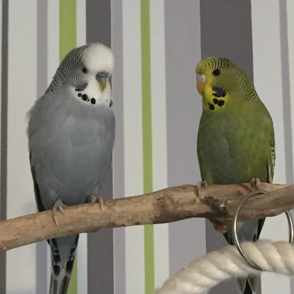 Wellensittich-Bild: Henriette hat sich schon mit Heinrich angefreundet