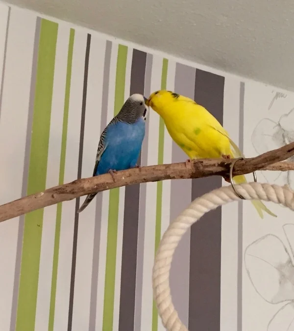 Wellensittich-Bild: Die beiden sind ein Herz und eine Seele.