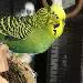 Quintus
