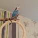 Rudi hat alles im Blick