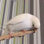 Knabberspaß die 2.