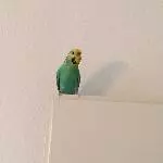 Was guckst du denn so?