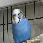 Mein himmelblauer Welli