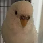Stachelköpfchen