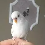 ...Fingertaxi