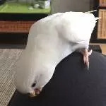Kann man Hosen essen?