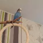 Rudi hat alles im Blick