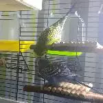 Kopfkraulen....