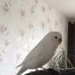 Unser Täubchen Emilie