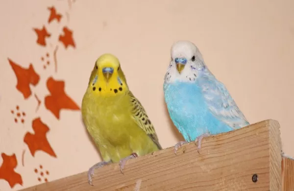 Wellensittich-Bild: Lumpi, der Chef des Schwarmes und Wickie, der Sohn von Felix und Lisa.