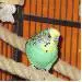 Dodo