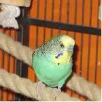 Dodo - ismus