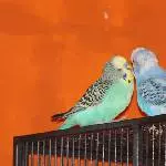 Dodo und Halvar