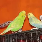 Felix, Lisa und Snorre