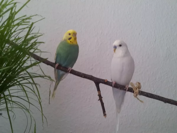 Wellensittich-Bild: Von dort haben sie alles im Blick :-)