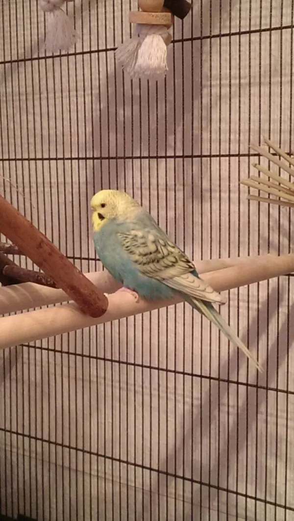 Wellensittich-Bild: Trixie am relaxen :-)