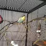 Trixie und Rocky