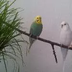 Rocky und Trixie