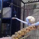 Der kleine Rocky