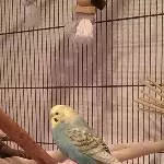 Prinzessin Trixie