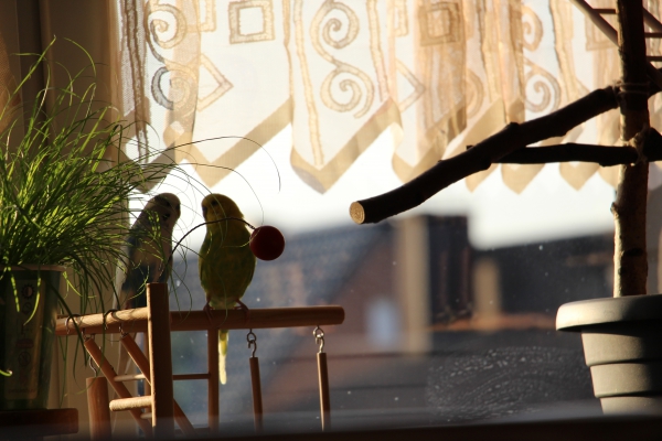 Wellensittich-Bild: Die beiden Romantiker genießen das neue Katzengras und den Sonnenuntergang!