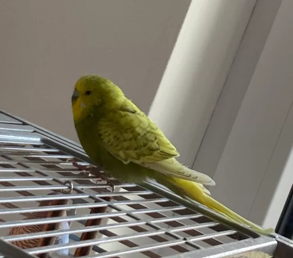 Wellensittich-Bild: Ein neues Profilbild für die edle Dame.