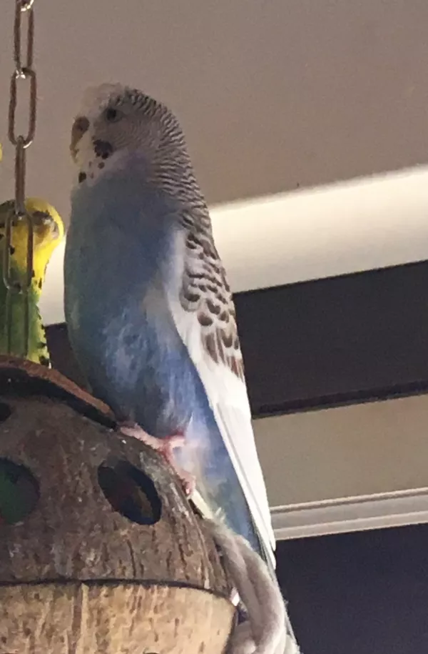 Wellensittich-Bild: Vogelverschwörung auch links auf dere Nuss.