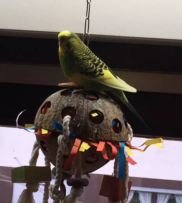 Wellensittich-Bild: Einer meiner Lieblingsplätze, ich liiiiiebe bunte Papierstreifen.
