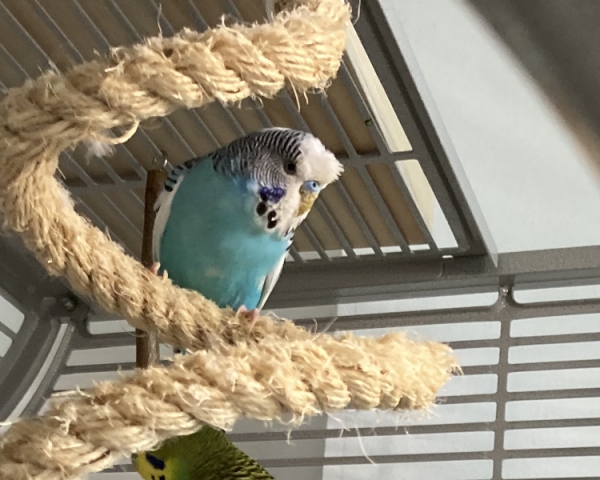 Sammy