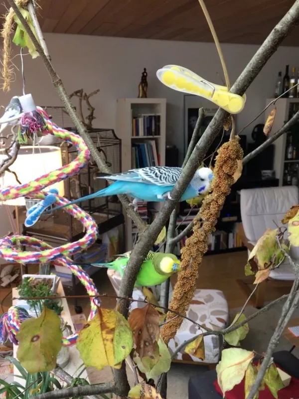 Wellensittich-Bild: Watson und Blu entdecken gemeinsam den neuen Wellibaum und führen dabei ihre erste Synchronnummer auf ;)