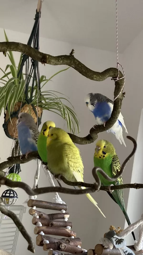 Wellensittich-Bild: Alle bis auf Sammy sind versammelt - Lizzie gewinnt klar den 1. Preis als Federmops