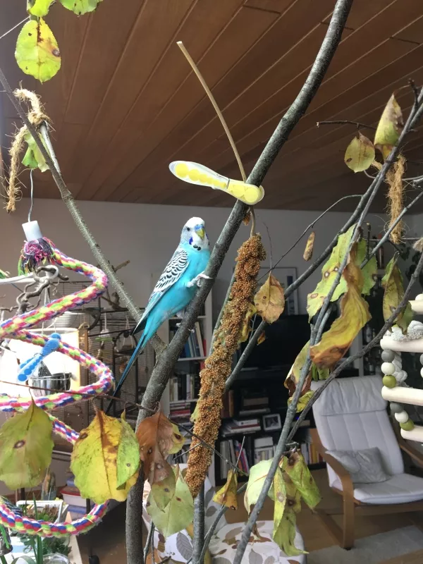 Wellensittich-Bild: Schon am zweiten Tag erobern unsere Federchaoten den frisch gebauten Wellibaum - Hirse und Salat überzeugen halt ;)