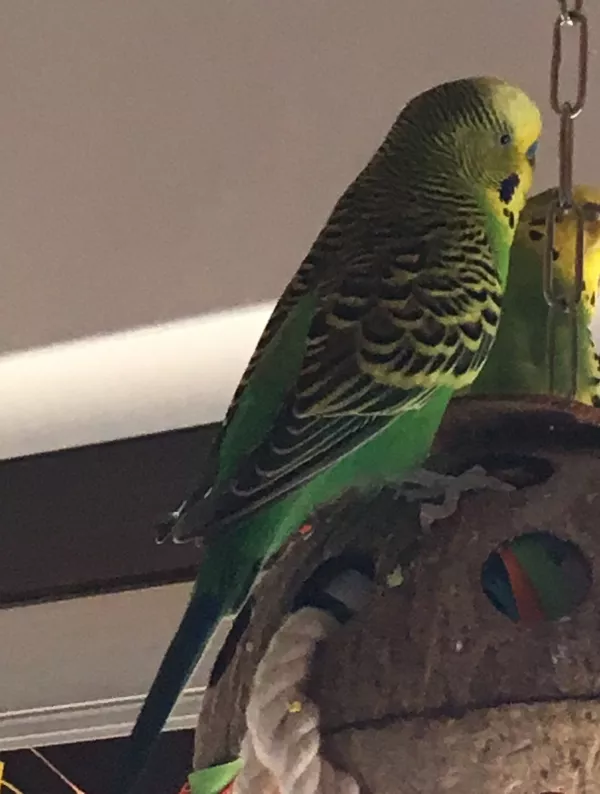 Wellensittich-Bild: Vogelverschwörung,jetzt wirds ernst.