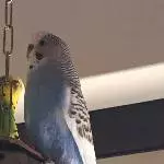Hettie im Profil